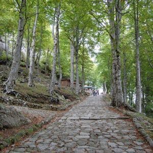 Un ancho camino empedrado asciende a través de un bosque de árboles altos con hojas verdes, con personas visibles a lo lejos.