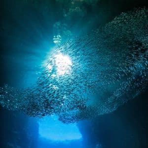 Un enorme banco de peces gira dentro de una cueva submarina, iluminado por un único rayo de sol desde una abertura superior.