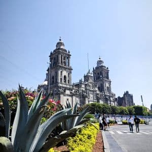Eine große, kunstvolle Kathedrale mit zwei Glockentürmen steht an einem sonnigen Tag, umrahmt von Agavenpflanzen und einer gelben Hecke im Vordergrund.