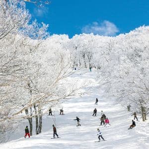 Un voyage de groupe WeRoad à ski et en snowboard sur une pente enneigée bordée d'arbres givrés sous un ciel bleu clair.