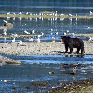 Ein Schwarzbär steht auf einer felsigen Untiefe in einem Fluss, umgeben von zahlreichen Möwen.