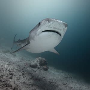 Primo piano ravvicinato e dal basso di uno squalo tigre che nuota su un fondale marino sabbioso in acque blu intenso.