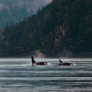Zwei Orcas schwimmen mit ihren Rückenflossen sichtbar im Wasser, nahe einer bewaldeten Küste mit einem Leuchtturm im Hintergrund.