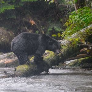 Ein Schwarzbär steht während eines Regenschauers auf einem moosbewachsenen Baumstamm in einem flachen Fluss, mit einem üppigen Wald im Hintergrund.