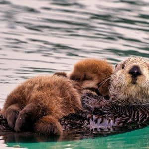 Eine Mutter-Seeotterin schwimmt auf dem Rücken im Wasser, während ihr Junges auf ihrem Bauch ruht.