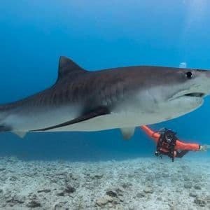 Un grande squalo tigre nuota in acque blu passando accanto a un subacqueo in muta arancione su un fondale sabbioso.