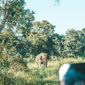 Un elefante se para en un claro herboso con un bosque exuberante al fondo, visto desde un vehículo.