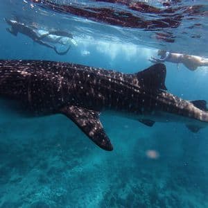 Viaggio di gruppo WeRoad: snorkeling con un grande squalo balena in acque oceaniche limpide e blu.