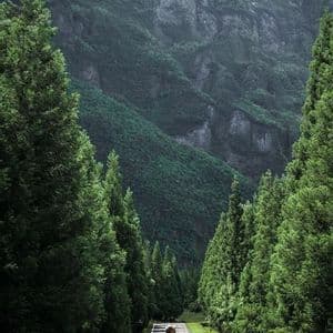 Une personne marche au milieu d'une route vide bordée de grands arbres verts en direction d'une grande montagne couverte de forêt.