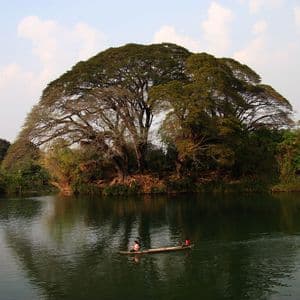 Deux personnes pagayent dans une petite barque en bois sur une rivière calme, avec un grand arbre imposant dominant la rive luxuriante.