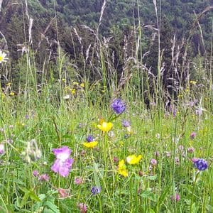 Un campo di erba verde alta e variopinti fiori selvatici davanti a una collina boscosa.