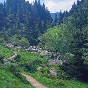 Un viaggio di gruppo WeRoad su un sentiero sterrato tortuoso in una valle di montagna, circondato da rocce e una fitta pineta sotto un cielo nuvoloso.