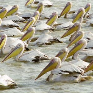 Un grand groupe de pélicans blancs au long bec jaune nageant ensemble dans une eau calme.