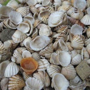 Gros plan en plongée sur un grand tas de coquillages côtelés blancs et beiges mélangés à de petits rochers.