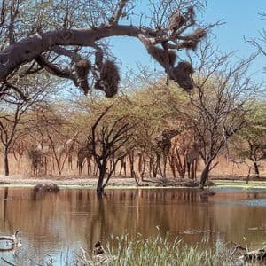 Un troupeau de girafes se dresse au milieu des arbres, au bord d'un point d'eau dans la savane, sous une grande branche d'arbre.