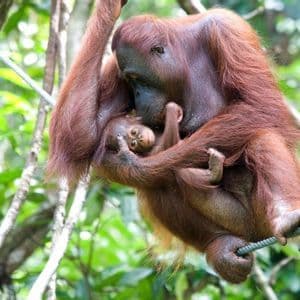 Un orangutan adulto tiene stretto il suo piccolo mentre è appeso a una corda tra il verde fogliame della giungla.