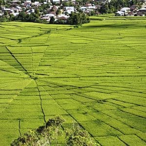 Luftaufnahme von leuchtend grünen, spinnennetzartigen Reisfeldern mit einem Dorf am Fuße eines bewaldeten Hügels.
