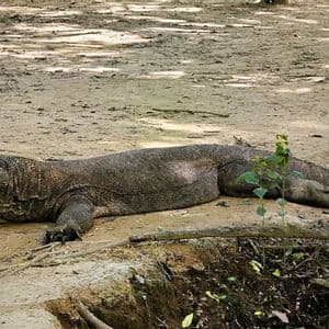 Ein großer Komodowaran ruht auf dem staubigen Boden in einer schattigen, natürlichen Umgebung.