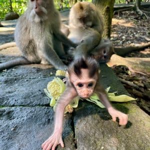 Ein Baby-Affe auf einem Steinpfad streckt sich der Kamera entgegen, mit einem Maiskolben und anderen Affen im Hintergrund.