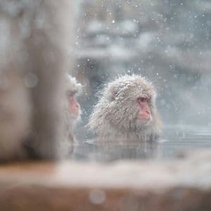 Un macaque japonais au pelage saupoudré de neige est assis dans une source chaude fumante tandis que la neige tombe autour de lui.