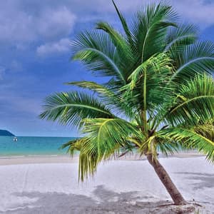 Eine Palme lehnt sich über einen weißen Sandstrand neben türkisfarbenem Wasser unter blauem Himmel mit vereinzelten Wolken.