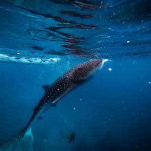 Un gran tiburón ballena con manchas blancas nada cerca de la superficie del océano azul claro.