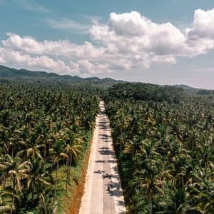 Vista aérea de una persona en patinete conduciendo por una carretera larga y recta a través de un denso bosque de palmeras.