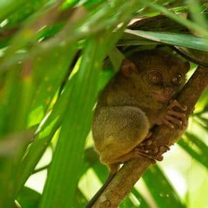 Un pequeño tarsero con grandes ojos redondos se aferra a la rama de un árbol rodeado de exuberantes hojas verdes en un bosque.