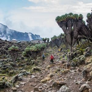 A WeRoad group trip hikes on a rocky trail through a mountain landscape with giant groundsel plants.