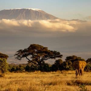 An elephant stands in a golden savanna filled with acacia trees, in front of a large, snow-capped mountain.