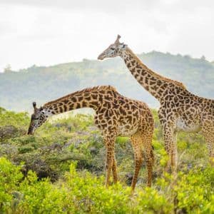 Two giraffes stand in a lush green savanna, with one bending to eat from bushes while the other looks on.