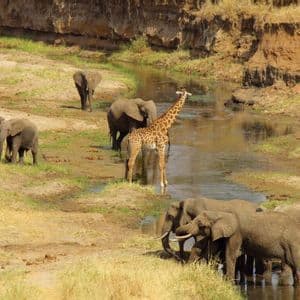 A giraffe stands in a shallow river while a herd of elephants drinks and walks along the grassy banks.