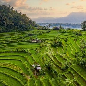 Lush green terraced rice paddies cover a hillside, with a dense forest and mountains visible in the background.