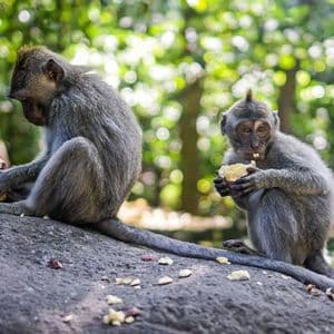 Two grey monkeys sit on a large rock, eating pieces of fruit in a lush green forest.