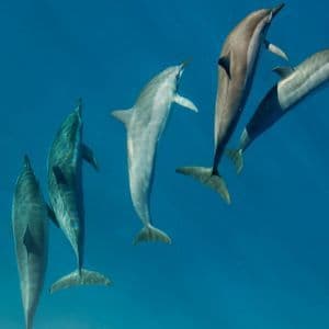 Una manada de delfines nadando juntos en aguas azules profundas, vistos desde abajo.