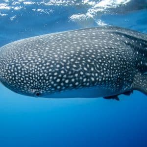 Un gran tiburón ballena cubierto de manchas blancas nada justo debajo de la superficie del océano azul claro.