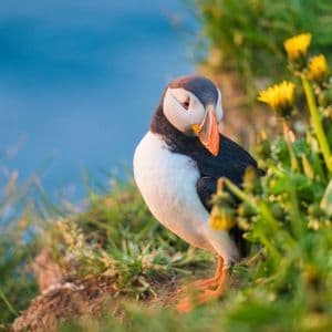 Ein Atlantik-Papageitaucher mit farbenprächtigem Schnabel steht auf einer grasbewachsenen Klippenkante inmitten gelber Blumen, mit dem blauen Meer im Hintergrund.