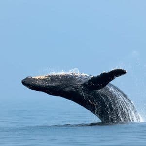 Ein großer Buckelwal springt aus dem ruhigen blauen Ozean und schleudert Wassertropfen in die Luft.