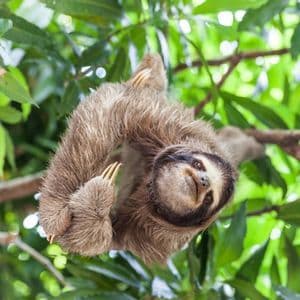 Un perezoso cuelga boca abajo de una rama de árbol, con su rostro girado hacia la cámara, rodeado de exuberantes hojas verdes.