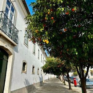 A row of orange trees laden with fruit lines a cobblestone sidewalk next to a long, white building under a clear blue sky.