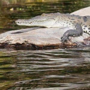 A crocodile rests on a large log in rippling water, with a close-up on its head, scaly skin, and front claws.