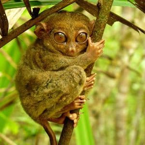 Un piccolo tarsio marrone con occhi molto grandi si aggrappa a un sottile ramo d'albero su uno sfondo verde sfocato.