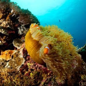 Due pesci pagliaccio nuotano tra i tentacoli di una grande anemone di mare gialla su una vivace barriera corallina.