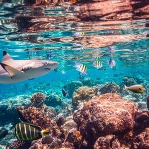 Eine Unterwasseraufnahme eines Hais, der mit Schwärmen tropischer Fische über einem farbenfrohen Korallenriff schwimmt.