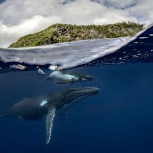 Eine Split-Shot-Aufnahme eines Buckelwals und seines Kalbes, die unter Wasser schwimmen, mit einer grünen Insel oberhalb der Wasseroberfläche.