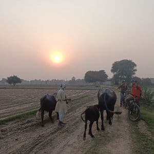 Un viaggio di gruppo WeRoad in bicicletta incontra un contadino locale che pascola bufali d'acqua su un sentiero sterrato attraverso campi rurali al tramonto.