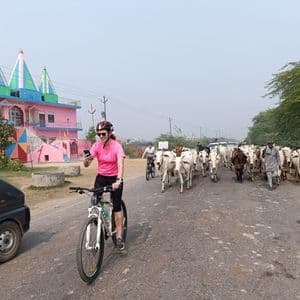 Una viaggiatrice WeRoad in bicicletta si ferma su una strada mentre una mandria di bovini sfila accanto a un tempio rosa.