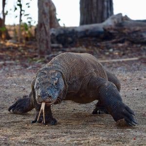 Un dragon de Komodo marche sur un sol sablonneux, face à la caméra, la langue fourchue sortie.