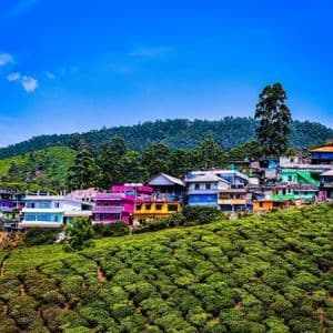 Ein Dorf mit bunten Häusern liegt an einem üppig grünen Berghang, der mit Teeplantagen bedeckt ist, unter blauem Himmel.