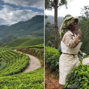 Ein geteiltes Bild mit grünen Teeplantagen auf sanften Hügeln und einer lächelnden Frau, die Teeblätter erntet.